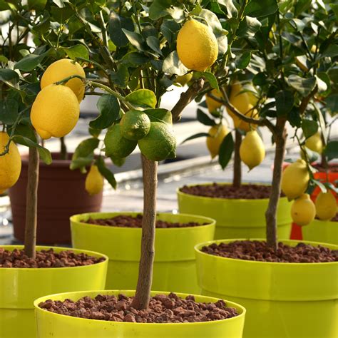 How To Dwarf Your Citrus Tree Yarden