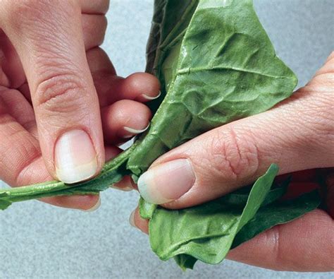 They'll release a mucousy substance that you'll want to rinse off very well. How to stem and clean fresh spinach | Spinach, Cook fresh ...