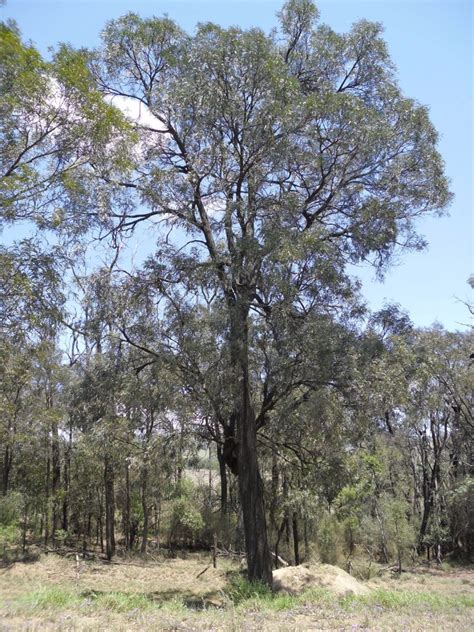 Acacia Harpophyllabrigalow Paten Park Native Nursery