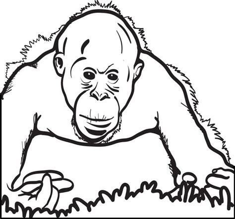 Free printable orangutan coloring pages. Download Orangutan coloring for free - Designlooter 2020 👨‍🎨