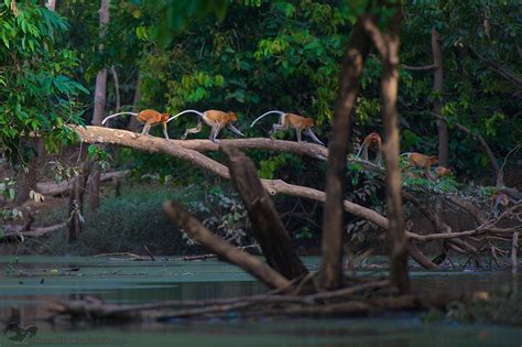 Surprising Animals In Mangroves
