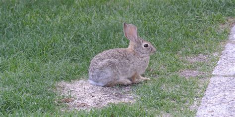 How To Kill Bunnies Find Out Here All Animals Guide