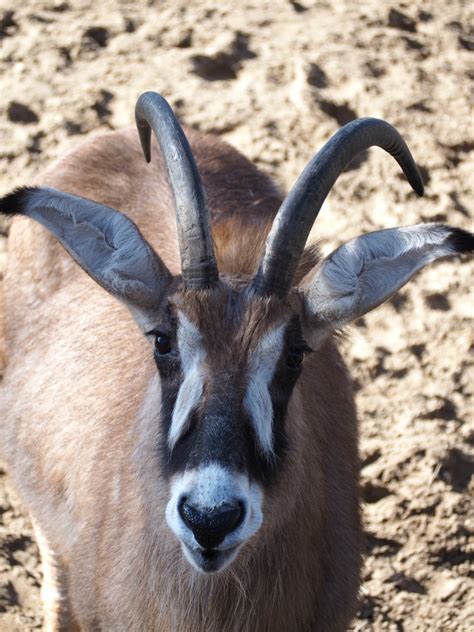 Roan Antelope Zoochat