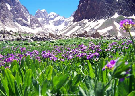 Kurdistan Flowers Landscape A Photo On Flickriver