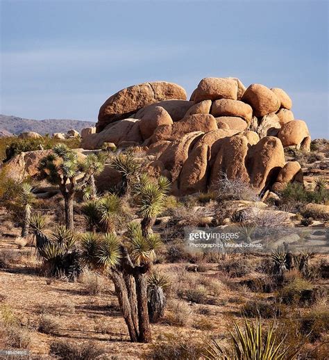 Typical Mojave Desert Scenery Of Joshua Tree High Res Stock Photo