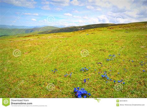 Spring Meadow Beauty Stock Photo Image 60724873