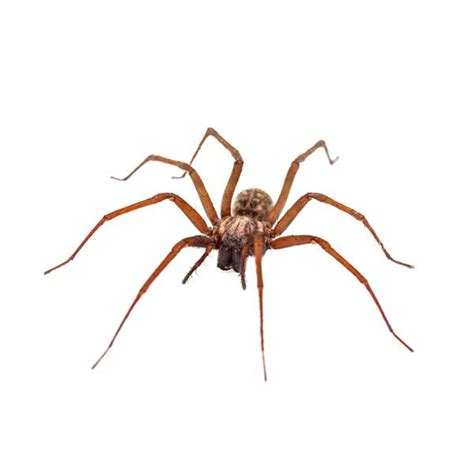 House Spider Identification Habits And Behavior Florida Pest Control