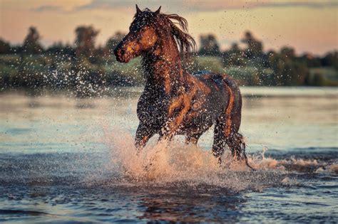 black horse running  water  sunset stock image image  freedom spring