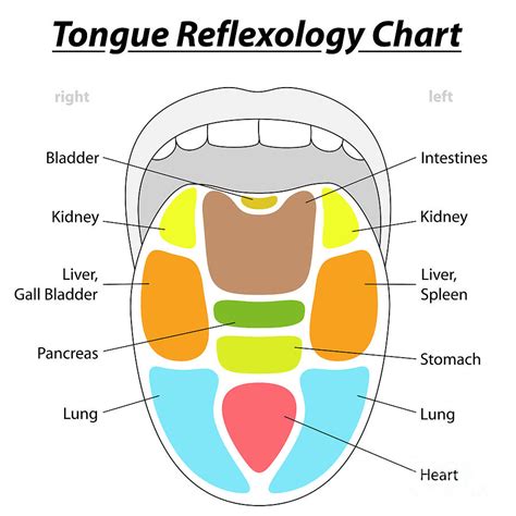 Tongue Reflexology Chart Digital Art By Peter Hermes Furian Pixels Merch