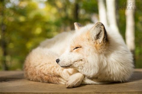 How And Where Do Foxes Sleep All About Fox Sleeping Behavior