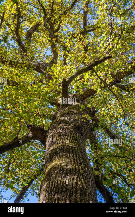 North Carolina Yellow Poplar Tree In Joyce Hi Res Stock Photography And