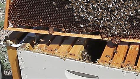 Results Utilizing Swarming Hives Part Ii Youtube