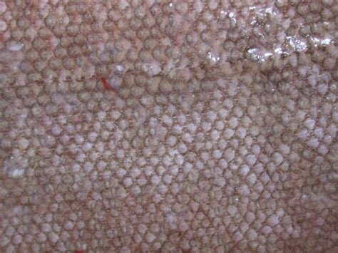 Imageafter Photos Leather Skin Texture Fish Scale Scales Nature