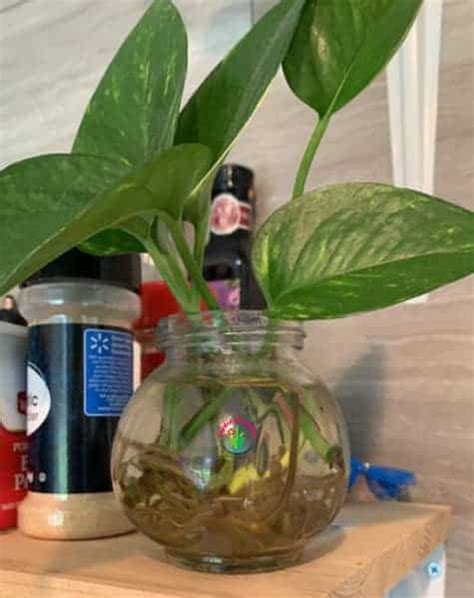How To Grow Money Plant In Water At Home