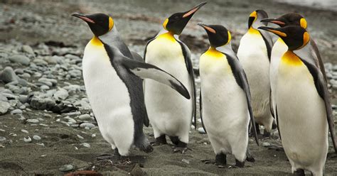 Antarktyda z lotu ptaka Oglądaj na żywo i na życzenie w CANAL CANAL