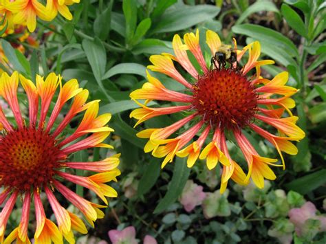 It doesn't matter if your garden is a balcony, allotment, window box, pots and tubs or a swathe of green open space; Best Garden Flowers to Attract Bees - Longfield Gardens