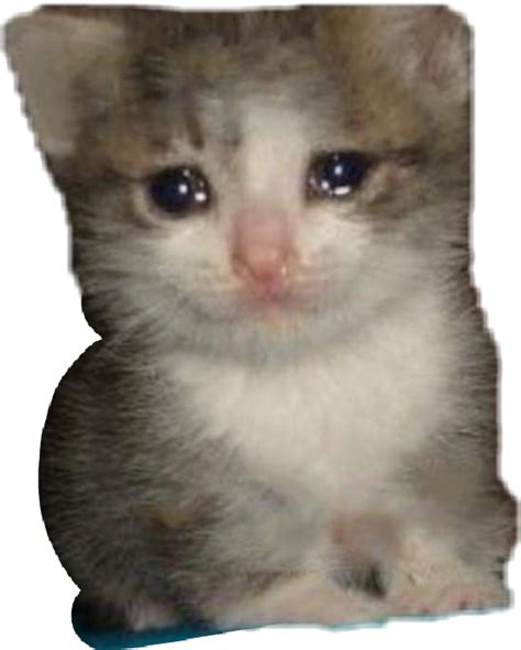 Crying Cat Meme Transparent Crying Cat Meme Png Clipart Large Size Png Image Pikpng