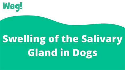 Swelling Of The Salivary Gland In Dogs Wag Youtube