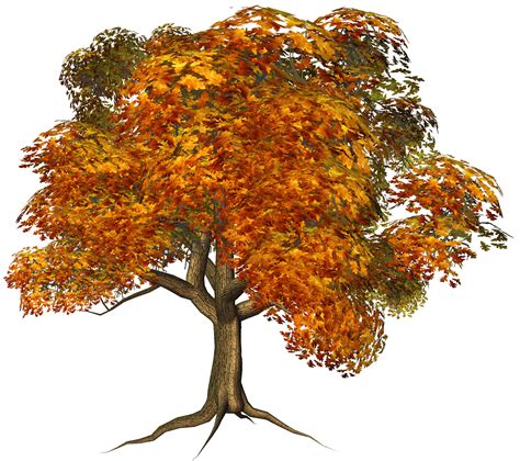 Fall Trees Png Png Image Collection