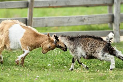 Nigerian Dwarf Goats Full Grown