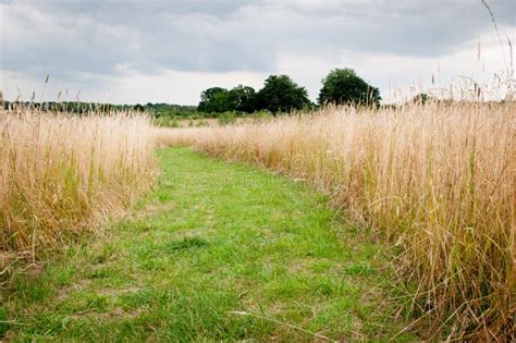 Path Through Long Grass In A Sunny Summer Meadow Stock Photo Image Of
