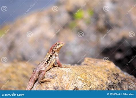 Curly Tailed Lizard South Florida Stock Photo Image Of Natural Pose