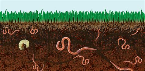 How Do Earthworms Breathe In The Earth World Today News