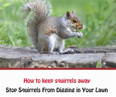 How To Keep Squirrels From Digging In Your Yard
