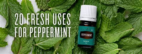 20 Fresh Uses For Peppermint Young Living Blog