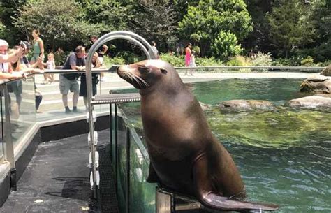 Central Park Zoo Dans Letat De New York 5 Expériences Et 85 Photos