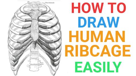 How To Draw Human Ribcage Easily For Exams Human Ribs Skeleton