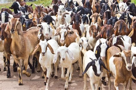 Ternak Kambing Menguntungkan Peternakan Hewan Besar Sedang Dan Kecil