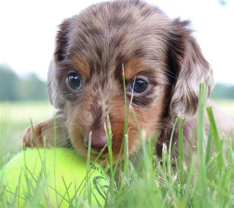 However, free doxie dogs and puppies are a rarity as rescues usually charge. Mini Dachshund puppies for sale in Shipshewana, Indiana # ...