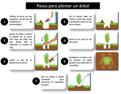 Eco Aventura Puebla ¿cómo Sembrar Un árbol