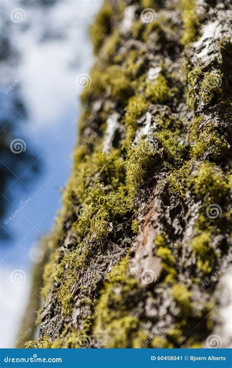 Tree Trunk With Moss And Tree Lichen Stock Image Image Of Forest