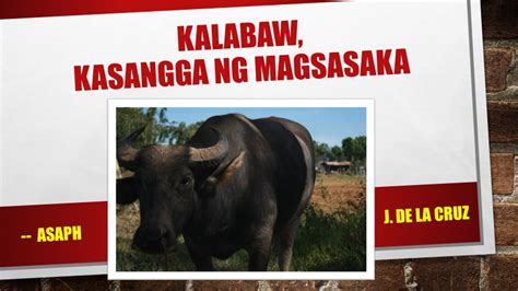 Kalabaw Kasangga Ng Magsasaka Tagalog Illustrated And Spoken Poetry