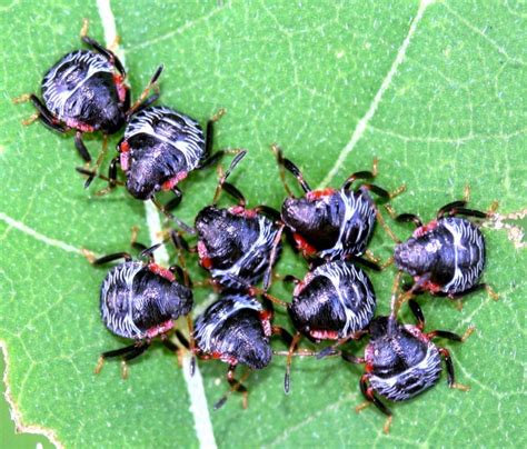 The Life Cycle Of A Baby Stink Bugs And Best Ways To Get Rid Of Stink Bugs