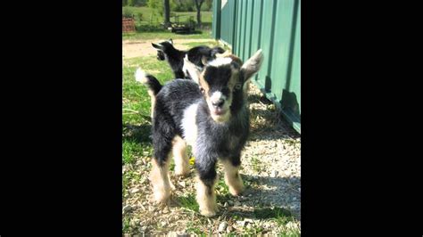 Everyone can milk our friendly cow; Green Meadows Petting Farm Wisconsin - YouTube