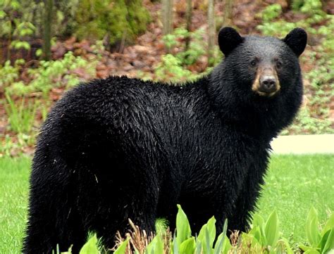 Animals Of The World American Black Bear
