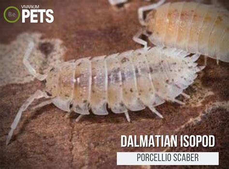 Porcellio Scaber Dalmatian Isopods Complete Care Guide
