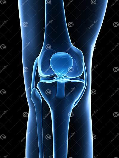 Knee Anatomy Stock Illustration Illustration Of Medical 30722543