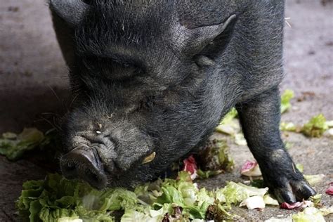 What Do Pigs Eat In The Wild And As Pets