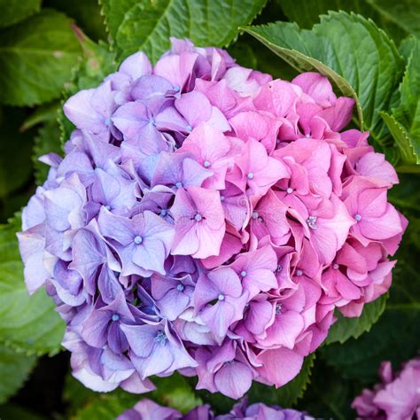 Beautiful Bicolor Pink And Purple Mophead Hydrangea Flower Head Stock