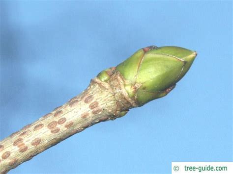 Sycamore Maple Acer Pseudoplatanus