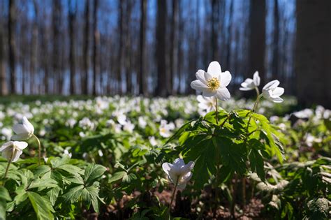 The latest tweets from hallerbos (@hallerbos). Bloeiperiode 2020 - Hallerbos