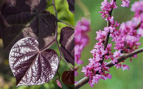 The hexadecimal rgb code of pearl color is #eae0c8 and the decimal is rgb(234,224,200). Buy Black Pearl Redbud Trees For Sale - FREE SHIPPING - 5 ...