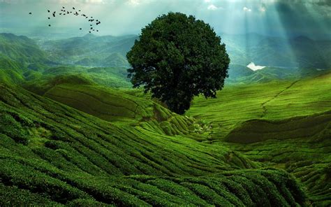 Green Mountain Landscape Hd Wallpaper Background Image 2560x1600