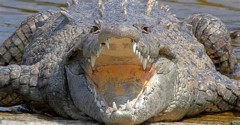Difference Between Saltwater Crocodile Vs Alligator Size As A General