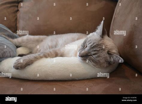 Lynx Point Gato Siamés Durmiendo En Cama De Gato Fotografía De Stock