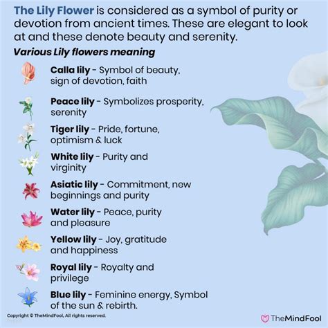 White Lily Flower Symbolism Jamey Kelso